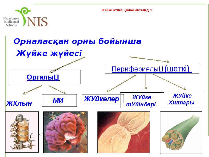 Орталық жүйке жүйесінің құрылысы мен қызметі презентация