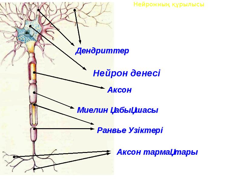 Холинергиялық синапстың құрылысы мен қызметі арасындағы байланыс презентация