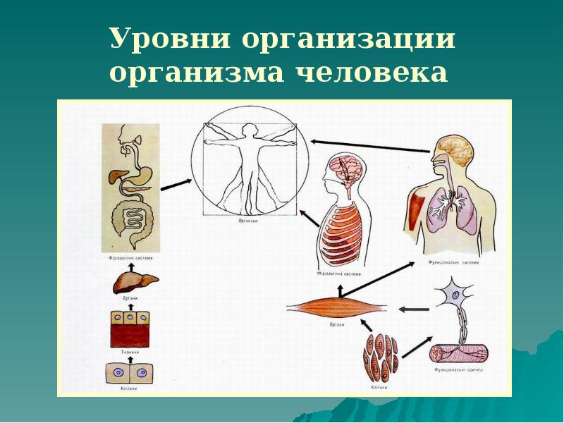 Уровни организации тела человека схема