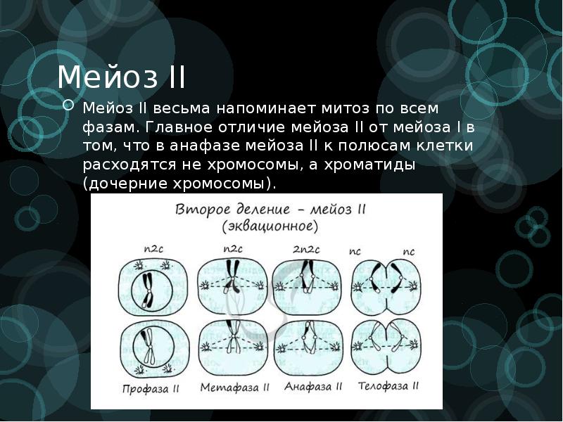 Признаки деления мейоза