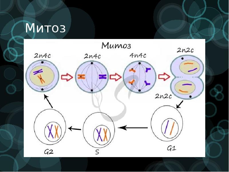 Презентация митоз 10 класс биология