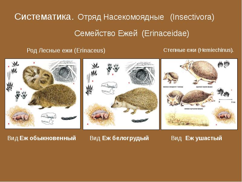 К каким отрядам относятся изображенные на рисунке млекопитающие насекомоядные