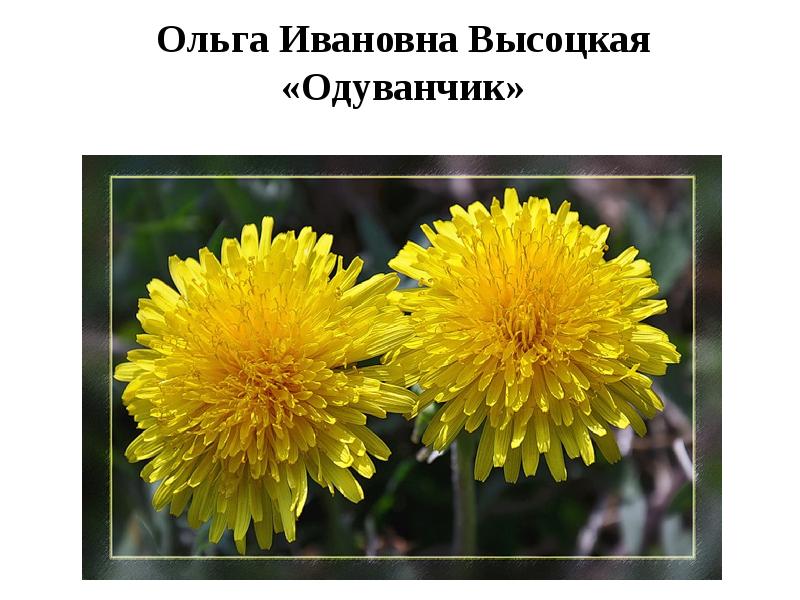 О высотская одуванчик з александрова одуванчик сравнение образов 3 класс перспектива презентация