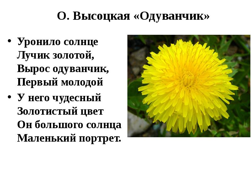 О высотская одуванчик з александрова одуванчик сравнение образов 3 класс перспектива презентация