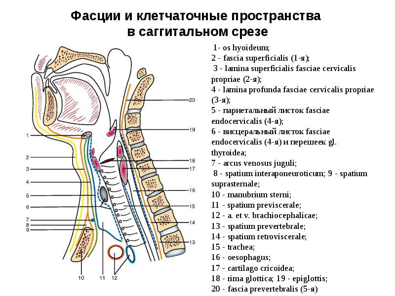 Фасции шеи схема