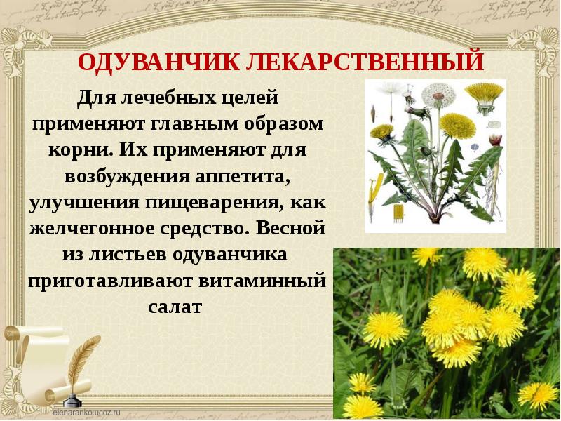 Золотой луг презентация