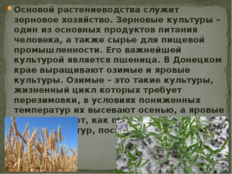 Районы выращивания зерновых культур. Основы растениеводства. Основной Растениеводство служит зерновое хозяйство. Сельское хозяйство Донбасса. Важнейшей культурой зернового хозяйства является.