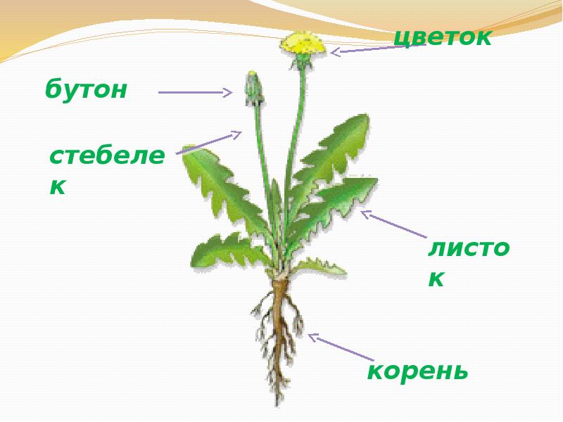 Составляющие растения