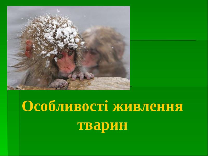 Особливості живлення тварин