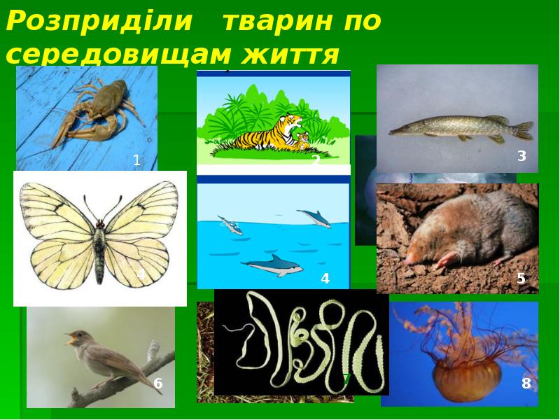 Розприділи  тварин по середовищам життя