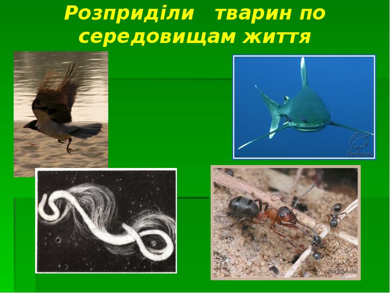 Розприділи  тварин по середовищам життя