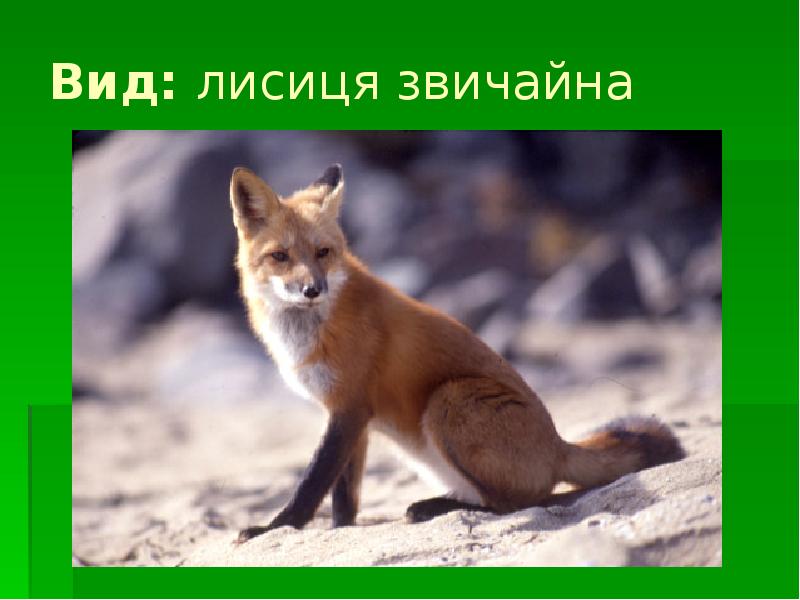 Вид: лисиця звичайна