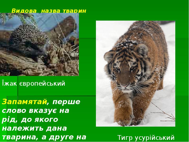 Видова назва тварин