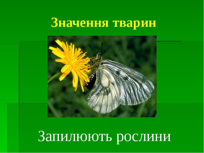 Значення тварин