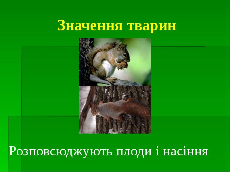 Значення тварин Розповсюджують плоди і насіння