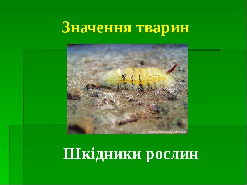 Значення тварин Шкідники рослин