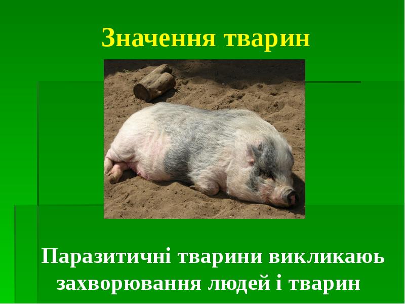 Значення тварин Паразитичні тварини викликаюь захворювання людей і тварин