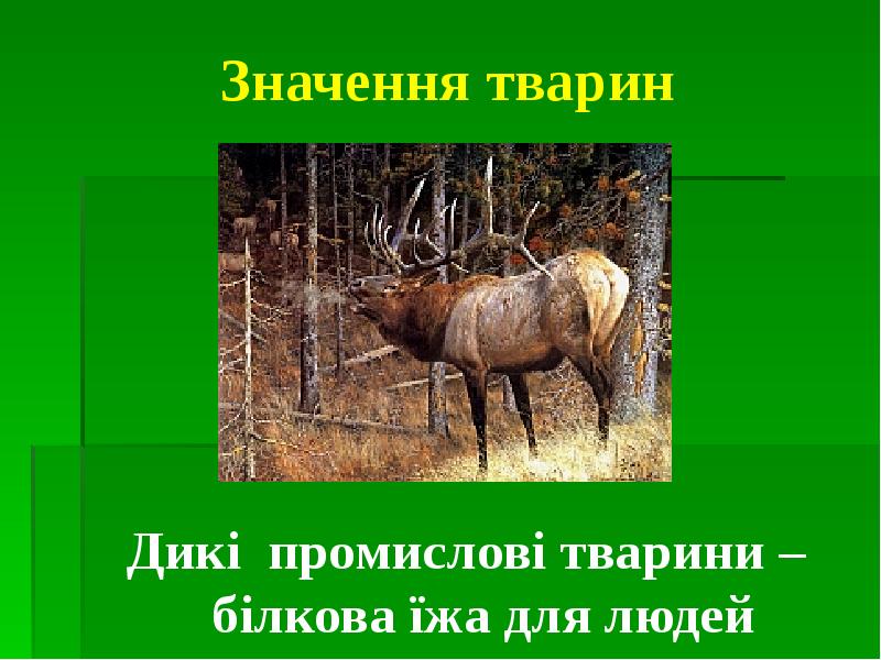 Значення тварин Дикі промислові тварини – білкова їжа для людей
