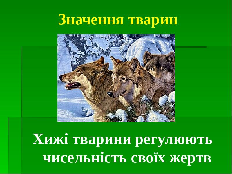Значення тварин Хижі тварини регулюють чисельність своїх жертв