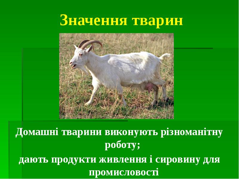 Значення тварин Домашні тварини виконують різноманітну роботу;  дають продукти живлення