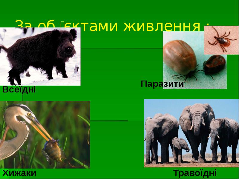 За об ̓ єктами живлення :