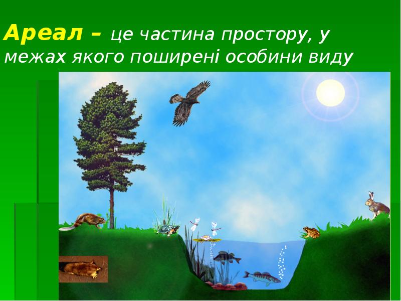 Ареал – це частина простору, у межах якого поширені особини виду