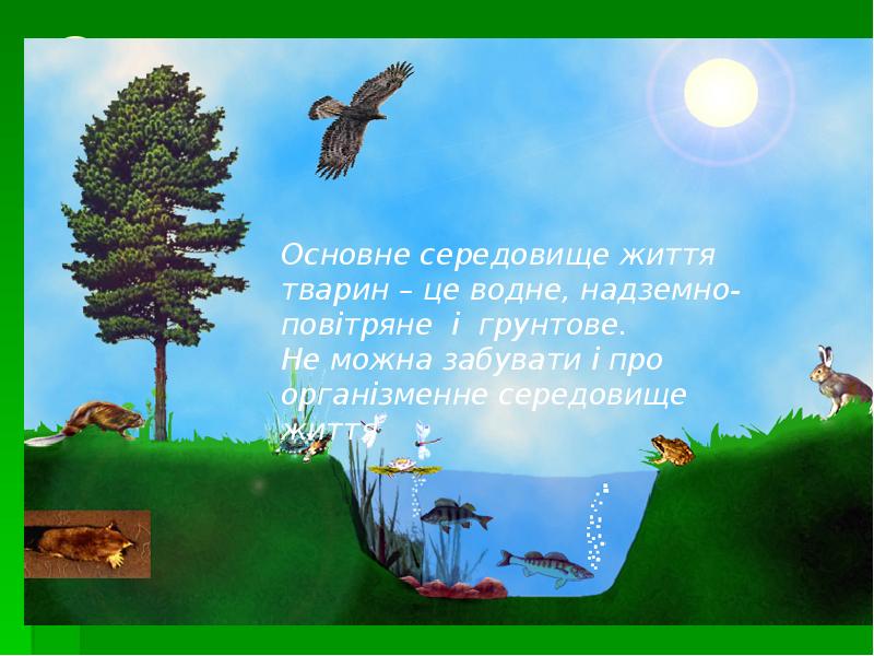 Среды жизни и места обитания