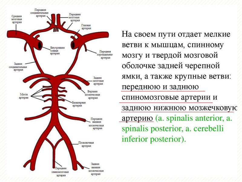 Анатомия ангиология в схемах