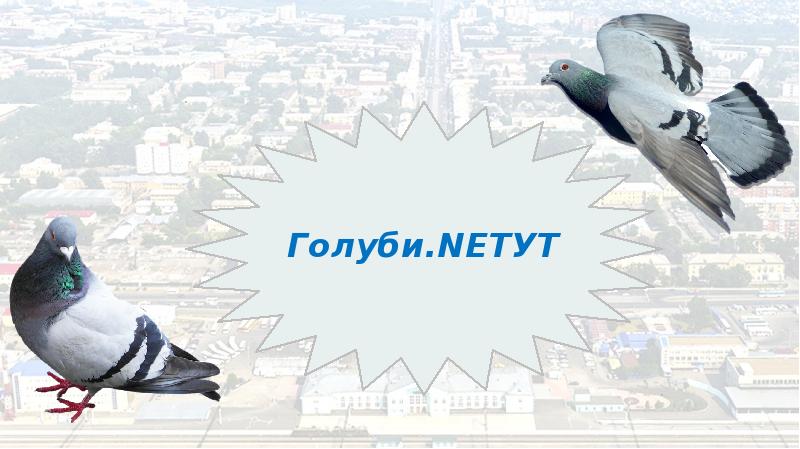 Голуби.NETУТ Голуби.NETУТ