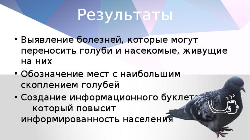 Плюсы голубей. Голуби переносчики. Заболевания переносимые голубями. Заболевания которые переносят голуби. Голуби переносчики болезней для человека.