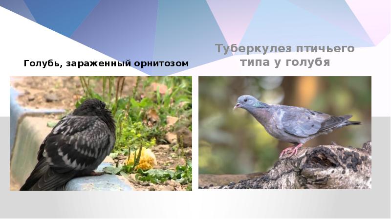Голубь, зараженный орнитозом