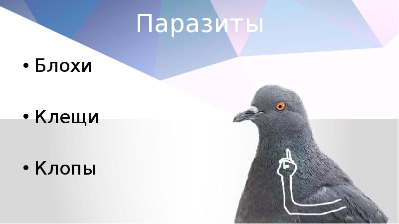 Паразиты Блохи Клещи Клопы
