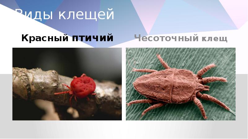 Виды клещей Красный птичий