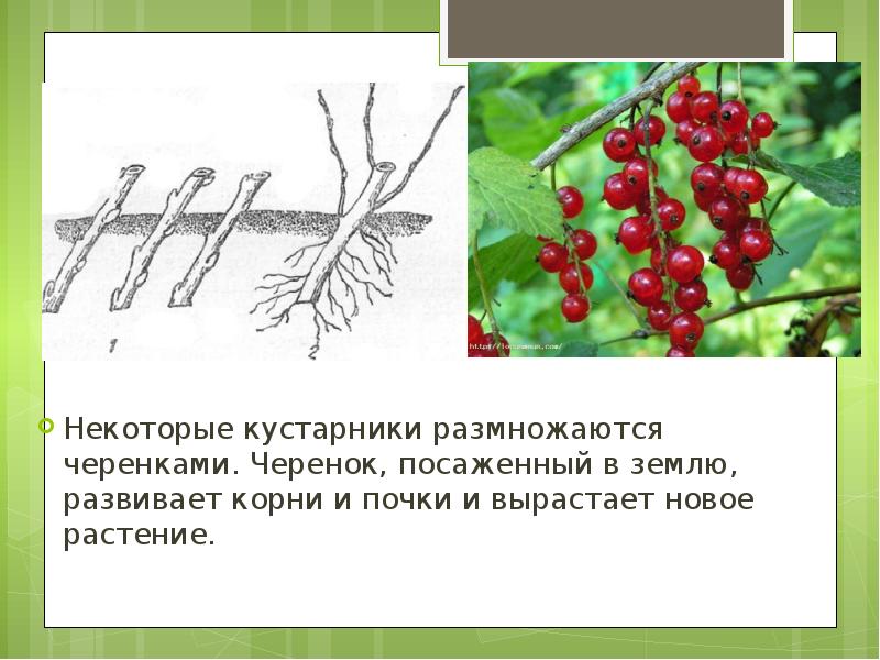 Многие растения особенно плодовые кустарники размножают черенками рассмотрите рисунок и ответьте на