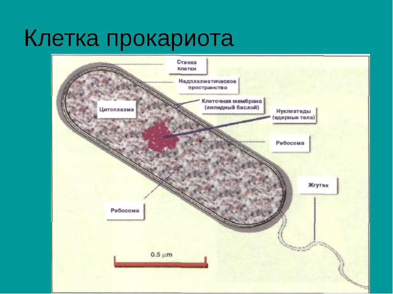 Понятие клетки. Прокариоты. Клетка прокариот. Прокариотическая Биосфера. Прокариотическая Биосфера существовала.