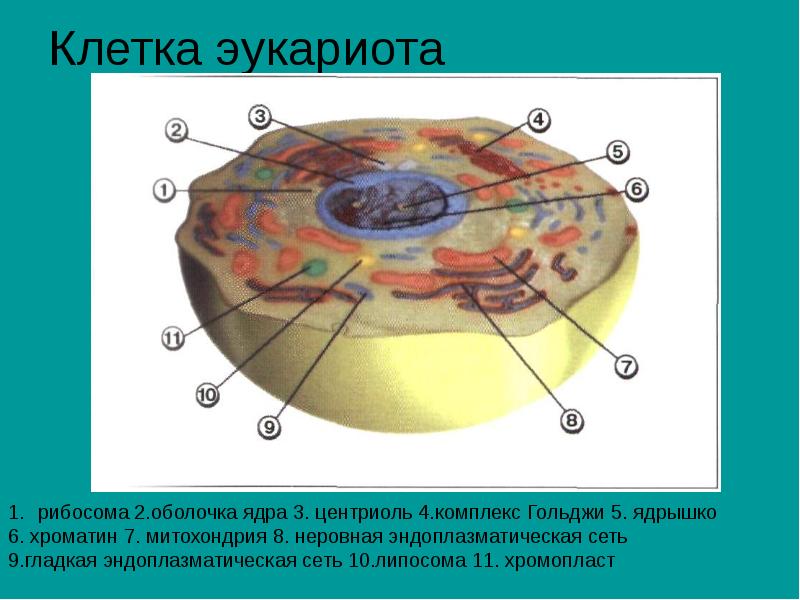 Комплекс гольджи у эукариот