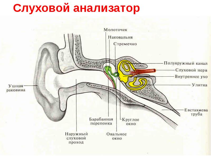 Рассмотрите рисунок изображающий строение органа слуха