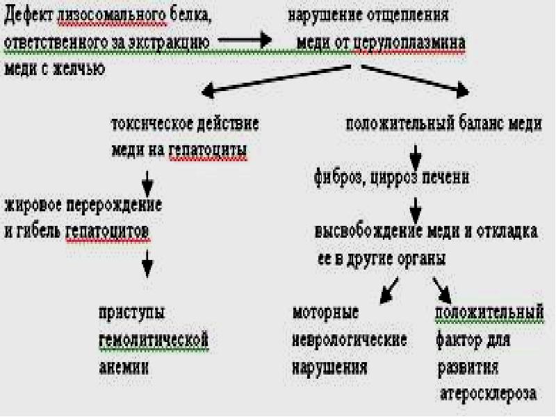 Хромосомные болезни человека презентация 10 класс