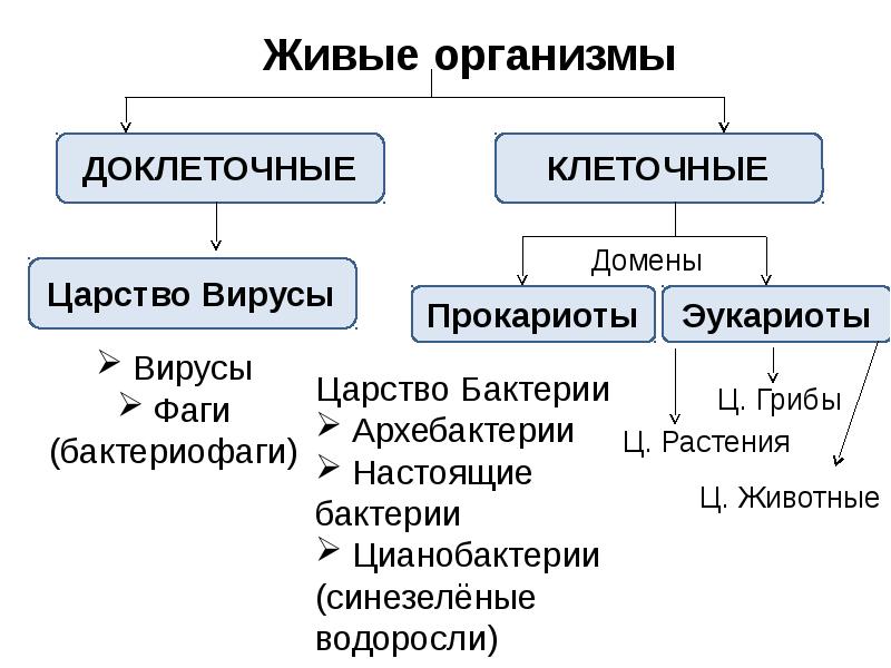 Строение клетки классификация