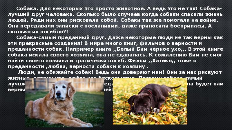 Почему собаки верные. Собака друг человека сочинение. Собака друг человека презентация. Собака друг человека рассуждение. Собака лучший друг человека сочинение.