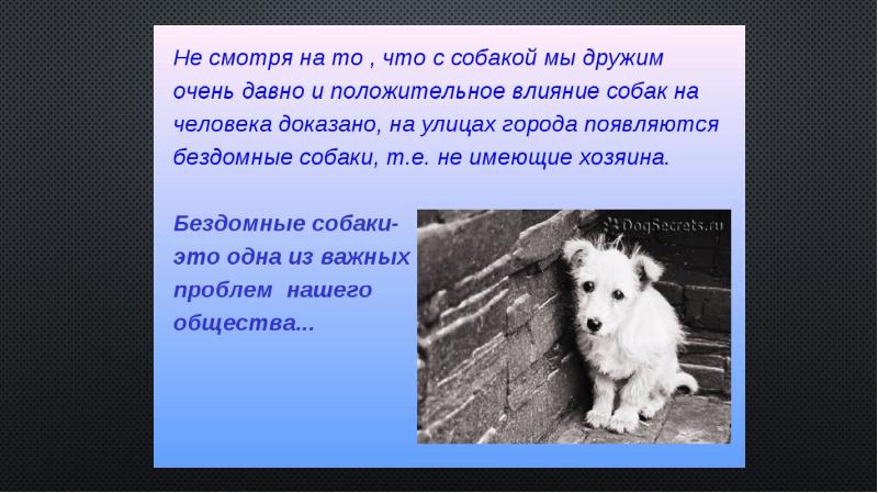 Почему собаку принято считать другом. Собака друг человека слайды. Собака для презентации. Проект собака друг человека. Проект на тему собака лучший друг человека.
