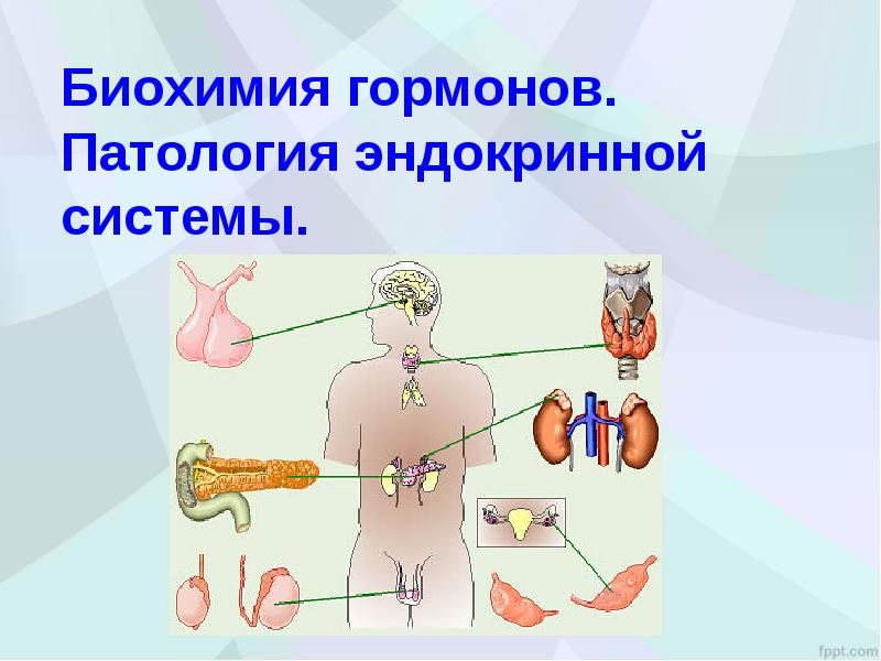 Презентация по эндокринной системе