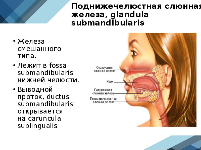 Слюнные железы где находятся у человека схема расположения женщин фото