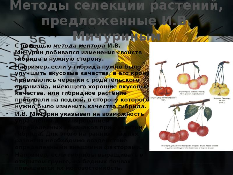 Презентация методы селекции растений и растений