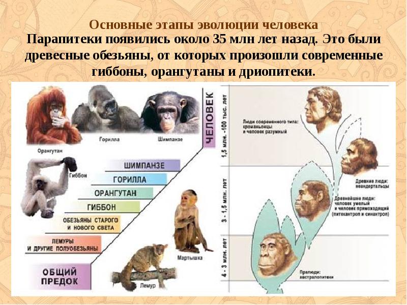Приматы какое развитие. Эволюция человека от дриопитека до человека. Происхождение человека Эволюция приматов стадии эволюции человека. Таблица Эволюция человека, Эволюция приматов 9 класс. Эволюция человека от обезьяны биология.