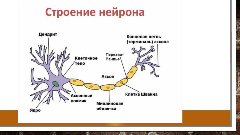 Нейрон рисунок анатомия