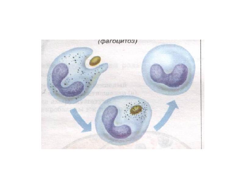 Что такое фагоцитоз. Стадии фагоцитоза иммунология рисунок. Фагоцитоз простая схема. Фагоцитоз наглядная иммунология. Схема фагоцитоза.