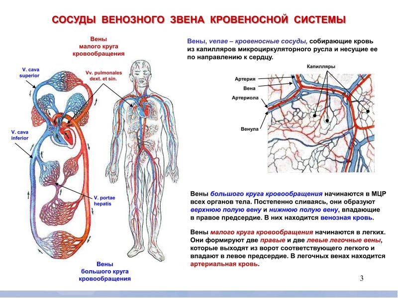 Схема строения сосудов человека