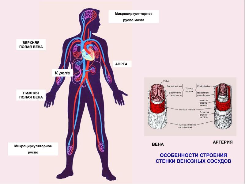 Презентация венозная система человека