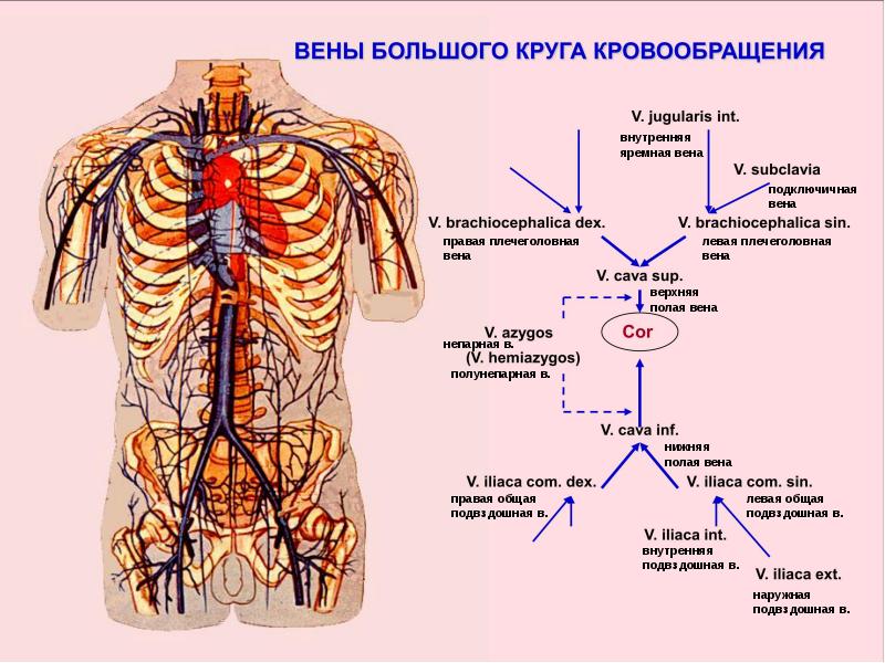 Артерии большого круга кровообращения схема с обозначениями